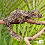 ug_Super_Mossy_Leaf_Tail_Gecko_2.jpg