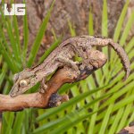 ug_Sikorae_Mossy_Leaf_Tail_Gecko_6.jpg