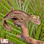 ug_Sikorae_Mossy_Leaf_Tail_Gecko_5.jpg