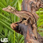 ug_Sikorae_Mossy_Leaf_Tail_Gecko_4.jpg