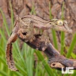 ug_Sikorae_Mossy_Leaf_Tail_Gecko_3.jpg