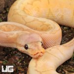 ug_Banana_Lemon_Blast_Ball_Python_1.jpg