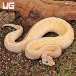 ug_Banana_Lemon_Blast_Ball_Python_2.jpg