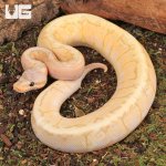 ug_Banana_Lemon_Blast_Ball_Python_3.jpg
