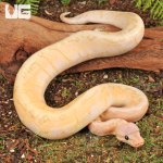 ug_Banana_Lemon_Blast_Ball_Python_4.jpg