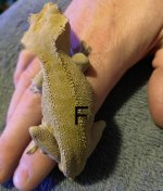 IMG_2547.jpeg