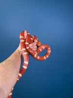 2022 VP Bicolor Albino Female.JPG