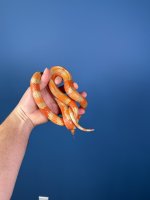 2023 Extreme Hypo Male (Grail Line).JPG
