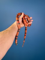 2023 JM Aberrant Hypo Female.JPG