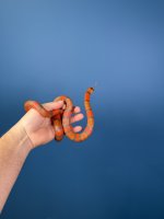 2023 JM Aberrant Line Hypo Female.JPG