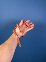 2023 Mega Line Extreme Tricolor Hypo Pos Het Snow Female.JPG