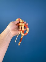 2023 ND Sockhead Tricolor Albino Female.JPG