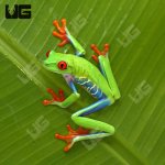 ug_red_eye_tree_frog_8.jpg