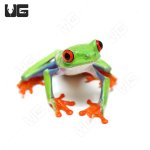 ug_red_eye_tree_frog_6.jpg