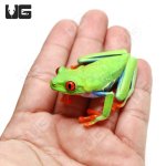 ug_red_eye_tree_frog_5.jpg