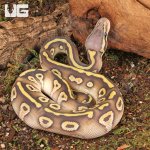 ug_Ghost_Pastave_Ball_Python_4.jpg