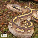 ug_Ghost_Pastave_Ball_Python_3.jpg