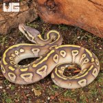 ug_Ghost_Pastave_Ball_Python_2.jpg