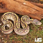 ug_Ghost_Pastave_Ball_Python_1.jpg