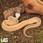ug_Female_Super_Pastel_Genetic_Stripe_Ball_Python_1.jpg