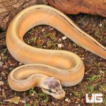ug_Female_Super_Pastel_Genetic_Stripe_Ball_Python_2.jpg