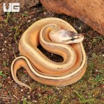 ug_Female_Super_Pastel_Genetic_Stripe_Ball_Python_3.jpg