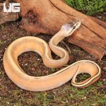 ug_Female_Super_Pastel_Genetic_Stripe_Ball_Python_4.jpg