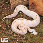 ug_Female_Super_Pastel_Super_Stripe_Ball_Python_4.jpg