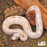 ug_Female_Super_Pastel_Super_Stripe_Ball_Python_3.jpg