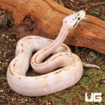 ug_Female_Super_Pastel_Super_Stripe_Ball_Python_2.jpg