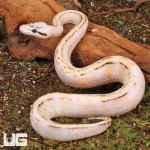 ug_Female_Super_Pastel_Super_Stripe_Ball_Python_1.jpg