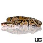 ug_fb_baby_ball_python_hatchling_4.jpg