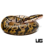 ug_fb_baby_ball_python_hatchling_3.jpg