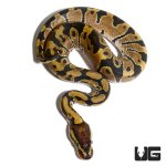 ug_fb_baby_ball_python_hatchling_2.jpg