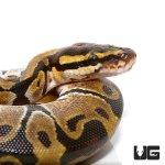 ug_fb_baby_ball_python_hatchling_1.jpg
