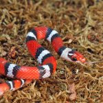 ug_Scarlet_Snake_3.jpg