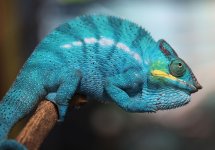 AdultmaleNosyBe2.19.2.jpg