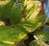 IMG_9235.jpeg