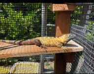 IMG_9743.jpeg