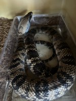 IMG_6125.jpeg