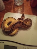 IMG_20250208_192954051.jpg