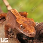 ug_Baby_Red_Phantom_Crested_Gecko_4.jpg