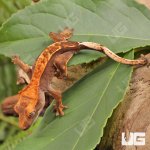 ug_Baby_Red_Phantom_Crested_Gecko_3.jpg