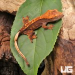 ug_Baby_Red_Phantom_Crested_Gecko_2.jpg