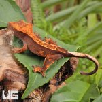 ug_Baby_Red_Phantom_Crested_Gecko_1.jpg