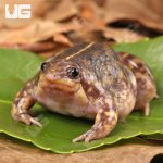 ug_Togo_Rain_Frog_4.jpg