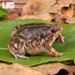ug_Togo_Rain_Frog_3.jpg