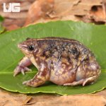 ug_Togo_Rain_Frog_2.jpg