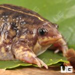 ug_Togo_Rain_Frog_1.jpg