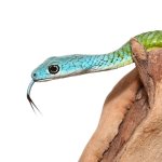 ug_Blue_Headed_Bush_Snake_1.jpg